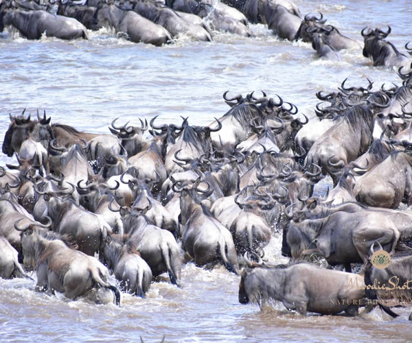 Ngorongoro Conservation Area and Ndutu